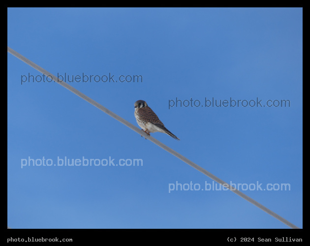 American Kestrel on a Wire - Corvallis MT