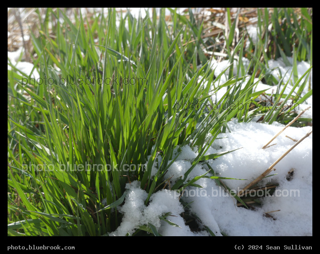 Early Spring Snow - Corvallis MT