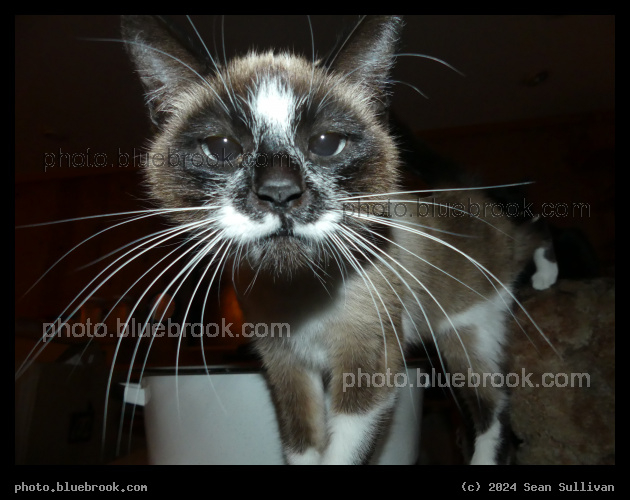 Whiskers - Corvallis MT