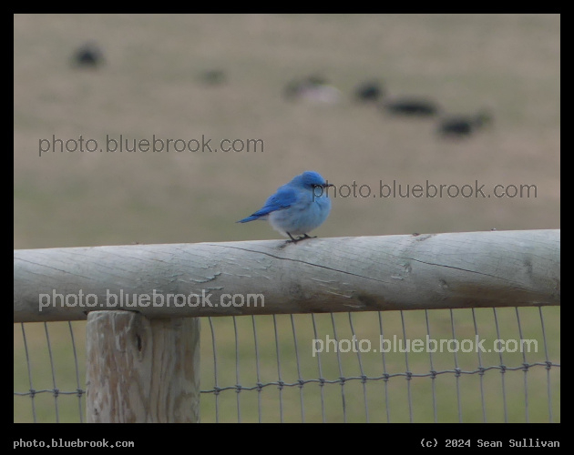 Mountain Bluebird - Corvallis MT