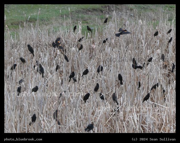 Migrating Crowd - Corvallis MT
