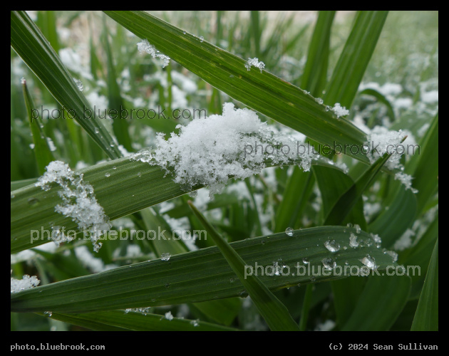 Spring Snow - Corvallis MT