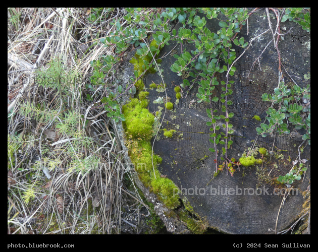 Assortment of Plants on Wood - Mill Creek Trail, Hamilton MT