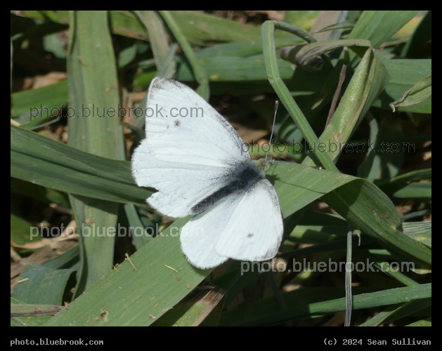 Butterfly on Grass - Corvallis MT