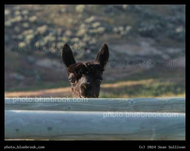 Peeking over the Fence - Corvallis MT