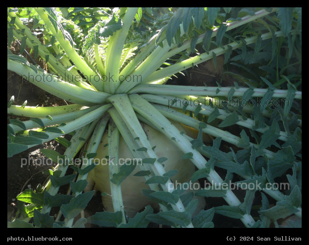 Giant Radish - Corvallis MT