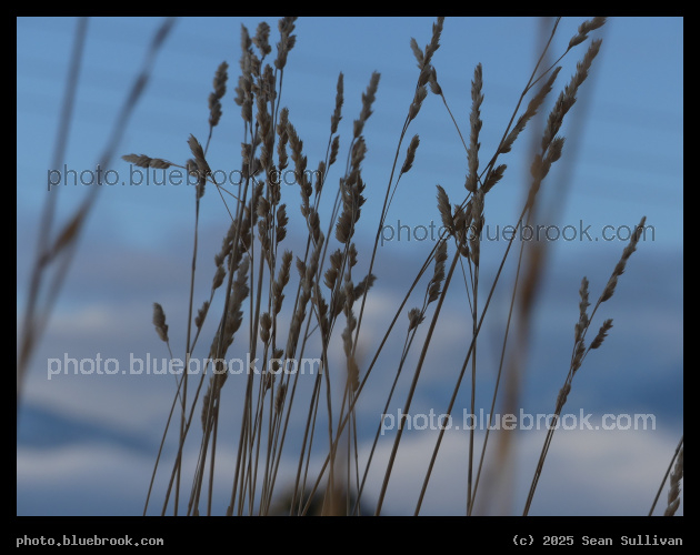 Grass Stalks in January - Corvallis MT