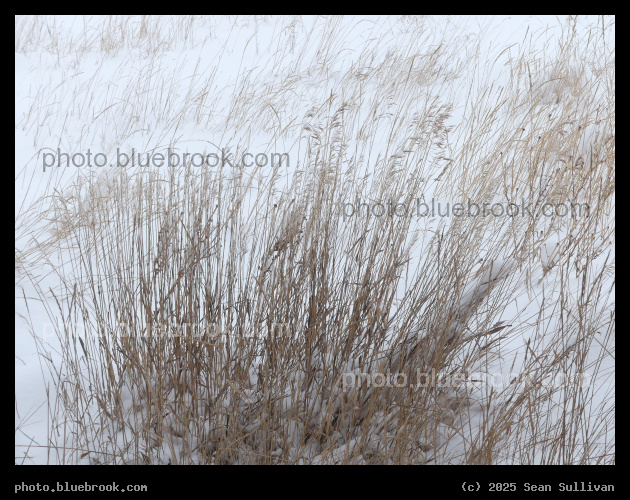 Snowing on the Plants - Corvallis MT