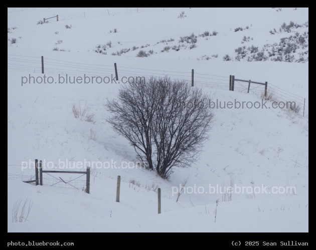 Tree and Fences in the Snow - Corvallis MT