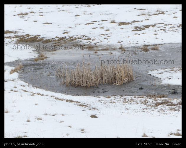 Confluence of Streams - Corvallis MT