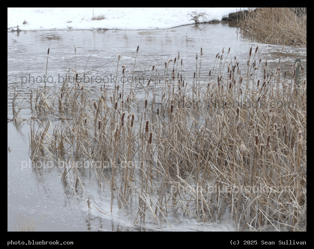 Flooded Cattails - Corvallis MT