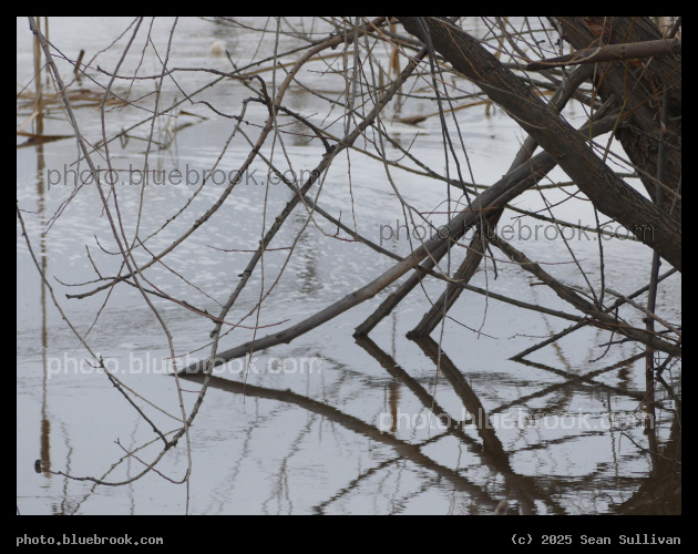 Willow Branches and Water - Corvallis MT