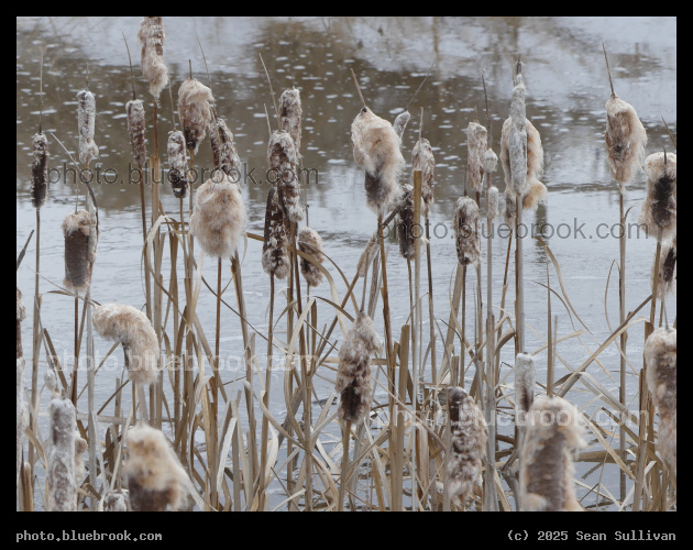 Cattails in Snowmelt - Corvallis MT