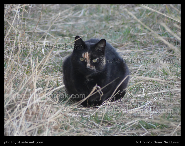 Tortoise Shell Watching - Corvallis MT