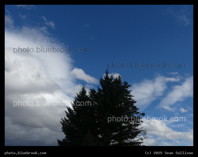 Clouds and Sky above the Trees - Corvallis MT