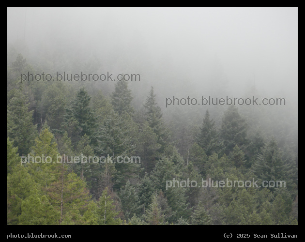 Mountainside Trees in the Mist - Kootenai Creek Trail, Bitterroot National Forest, Stevensville MT