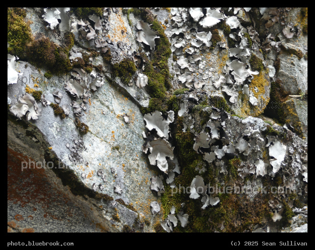 Lichen Garden - Kootenai Creek Trail, Bitterroot National Forest, Stevensville MT