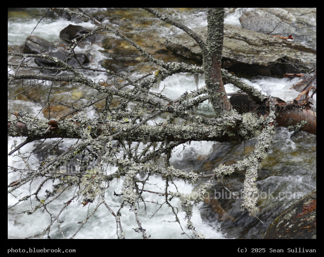 Encrusted Branches - Kootenai Creek Trail, Bitterroot National Forest, Stevensville MT