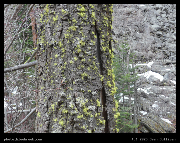 Spotted with Green - Kootenai Creek Trail, Bitterroot National Forest, Stevensville MT