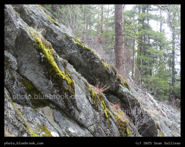 Edged with Moss - Kootenai Creek Trail, Bitterroot National Forest, Stevensville MT