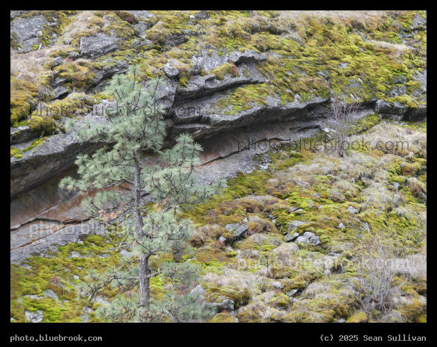 Tree among Rock and Moss - Kootenai Creek, Bitterroot National Forest, Stevensville MT