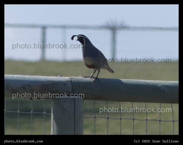 Fenceline Quail - Corvallis MT