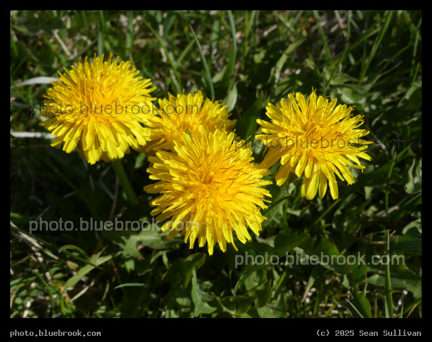 Four Dandelions - Corvallis MT