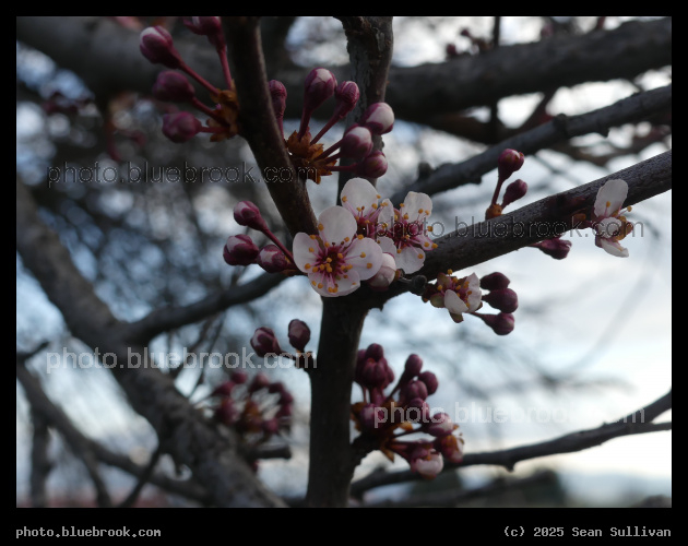 New Blossoms - Stevensville MT