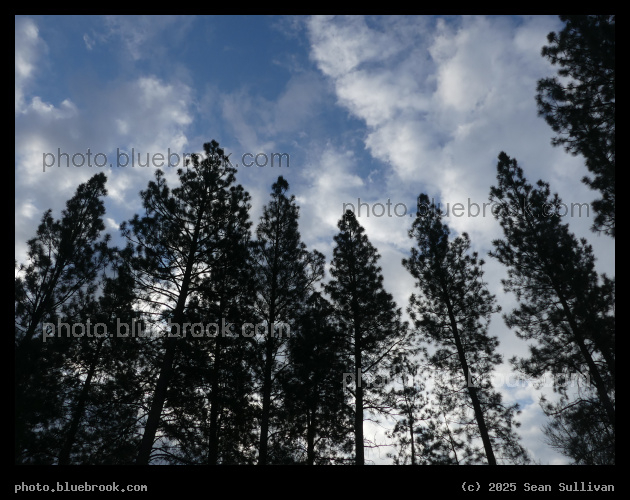 Tall Trees with the Sky - Stevensville MT