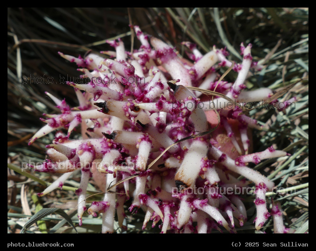 Magenta Potato Sprouts - Corvallis MT