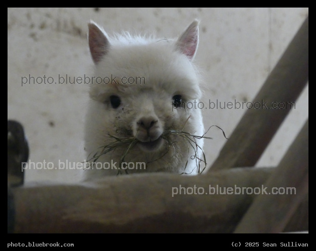 Pastel, Watching - Corvallis MT