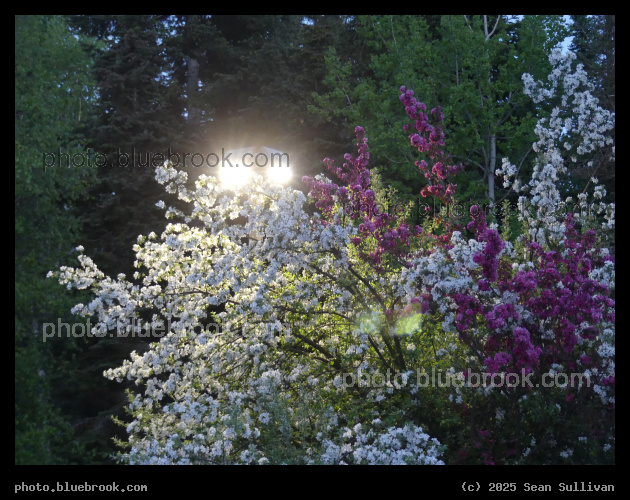 Blossoms in a Parking Lot - Whitefish MT