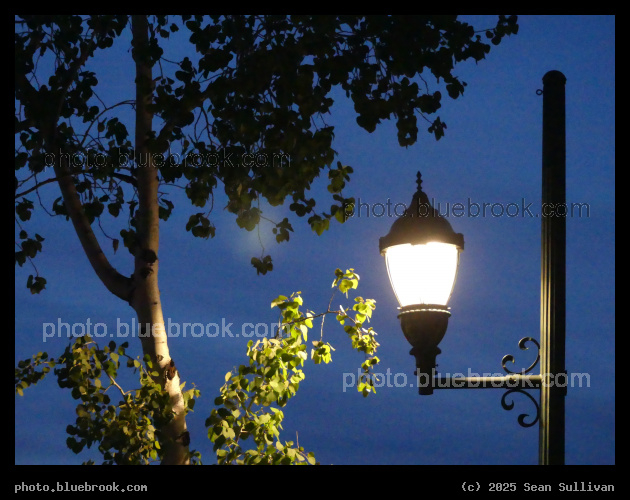 Tree and Lamp - Whitefish MT
