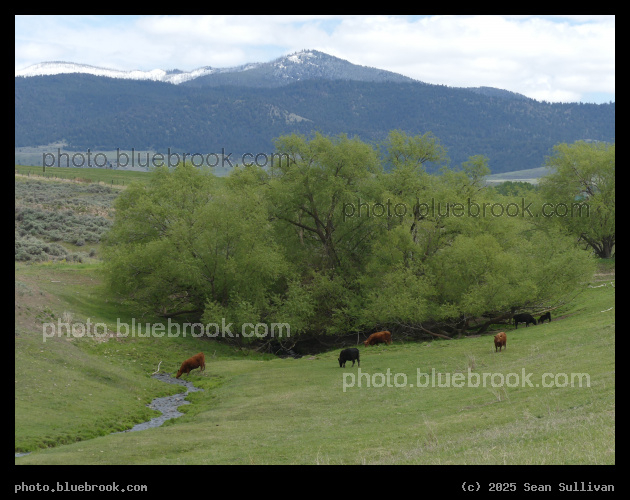 Stream in a Cattle Pasture - Corvallis MT