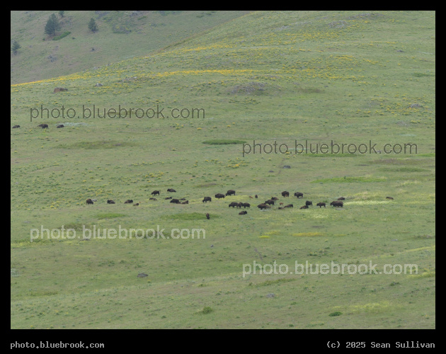 Bison Herd - Ravalli MT
