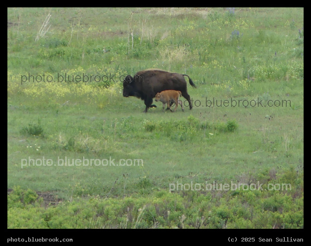 Bison and Calf - Ravalli MT
