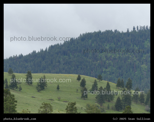Shades of Green in Grass and Trees - Ravalli MT