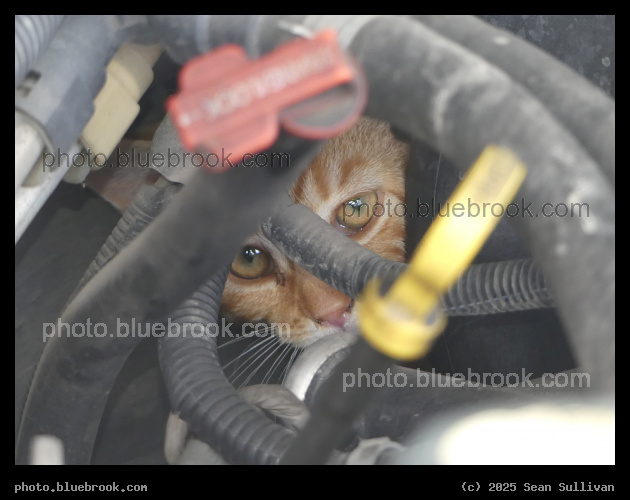 Poorly Placed Cat - Corvallis MT