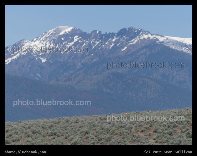 Deer with Mountain Backdrop - Corvallis MT