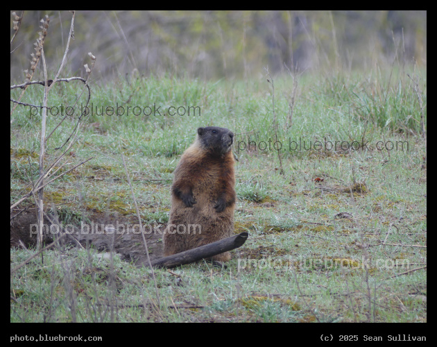 Alert Marmot - Stevensville MT
