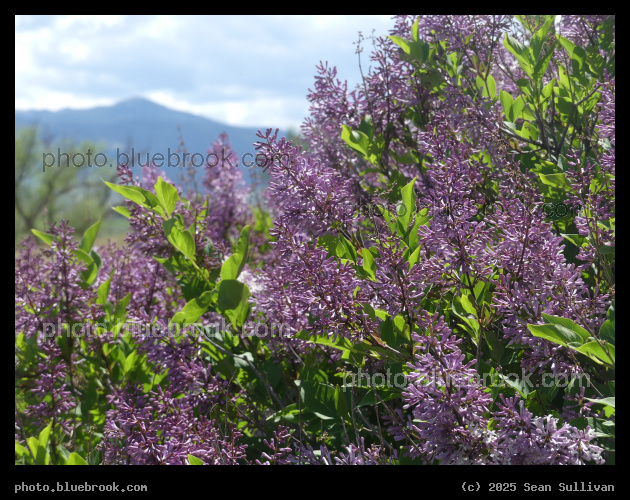 Lilacs Blooming - Corvallis MT