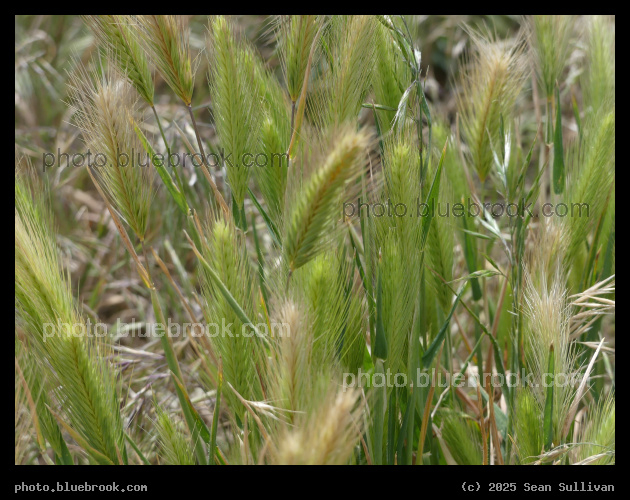 Assorted Grasses - Corvallis MT