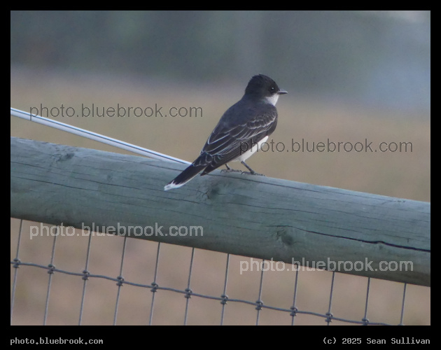 Eastern Kingbird on a Fence - Corvallis MT