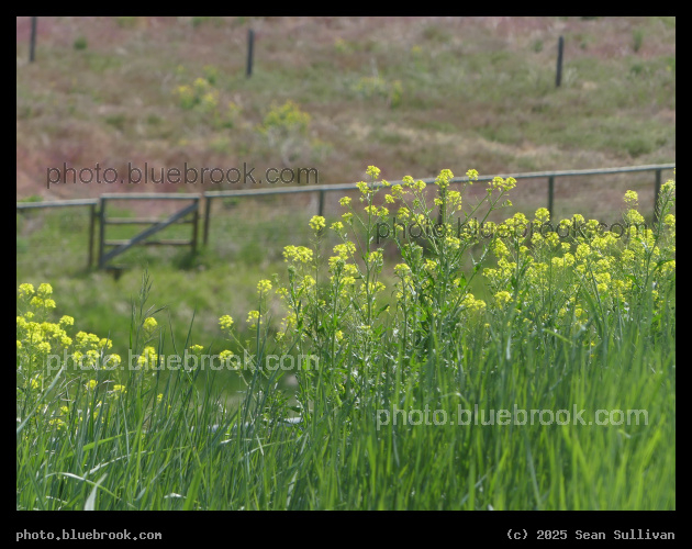 Mustard and Multicolor Grasses - Corvallis MT