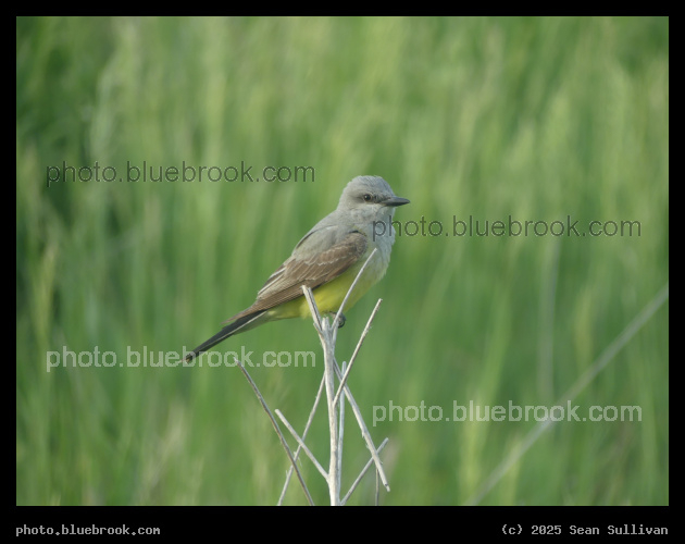Western Kingbird on a Twig - Corvallis MT