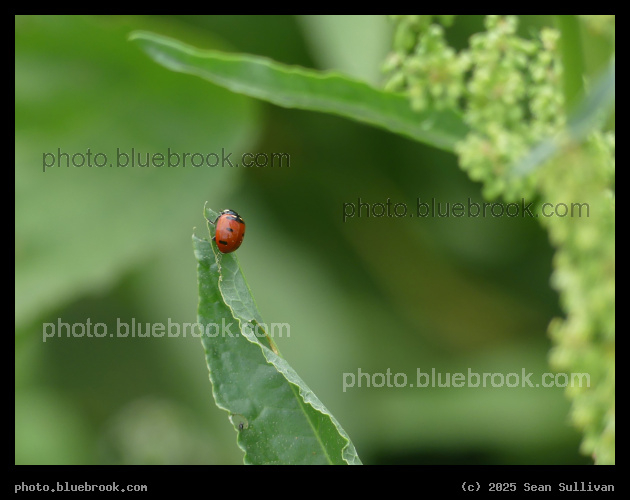Leafy Universe - Corvallis MT