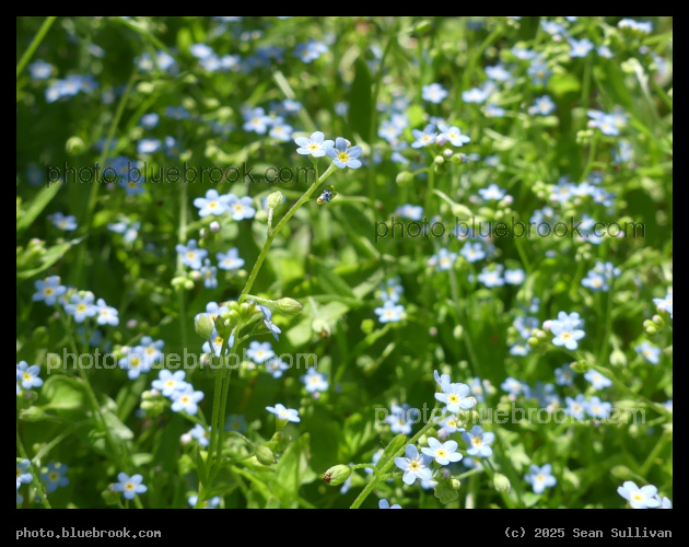 Patch of Forget-Me-Nots - Corvallis MT
