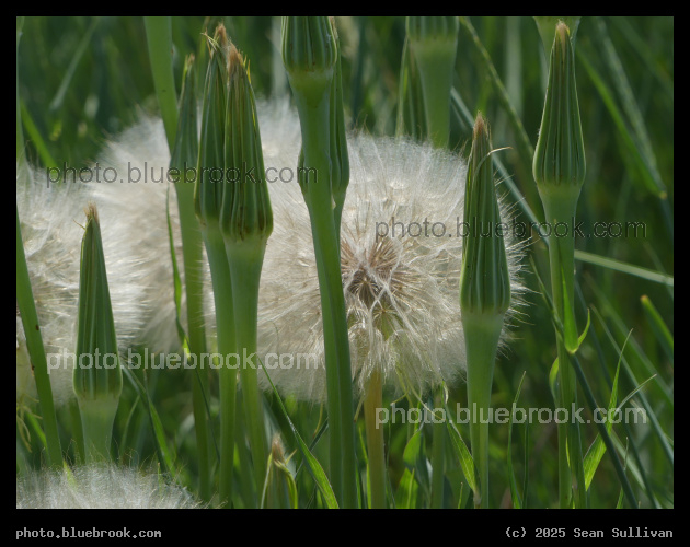 Patch of Goatsbeard - Corvallis MT