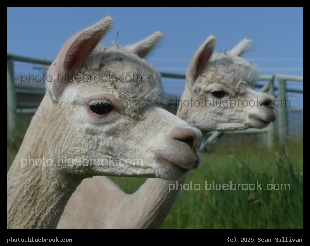 Laluna and Vielle - Corvallis MT