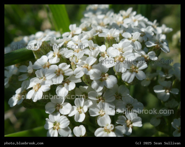 Patch of Yarrow - Corvallis MT